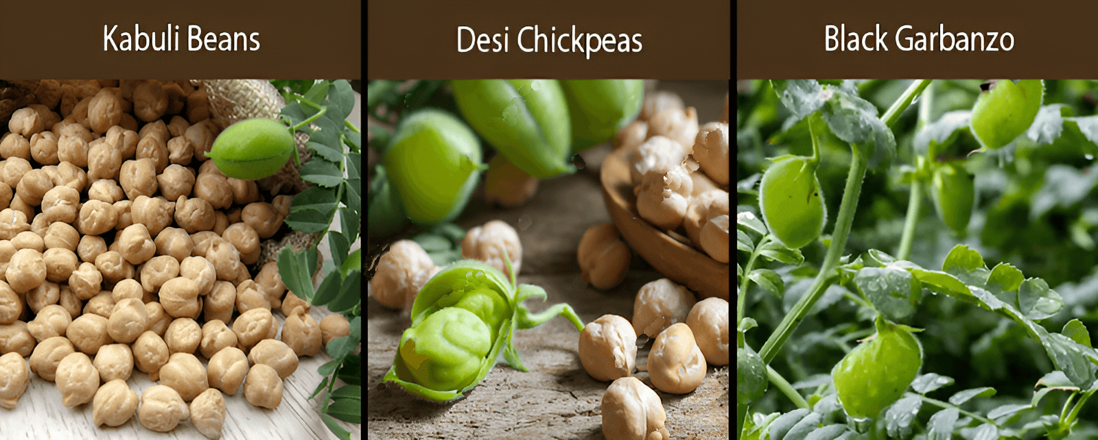 kabuli garbanzo bean desi garbannzo bean black garbazzo bean varieties